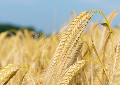 Warminster Maltings Website Design - Barley Field