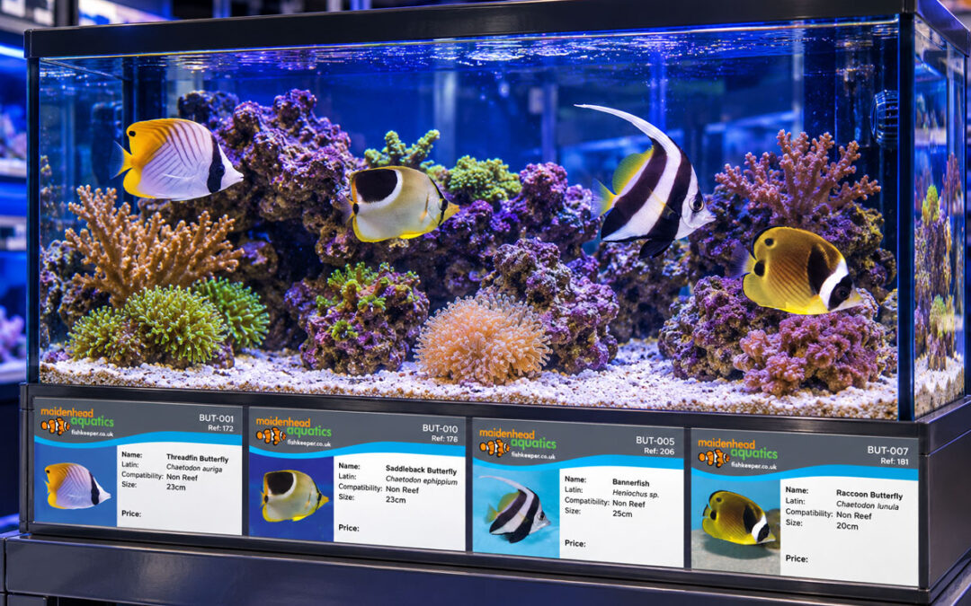 Maidenhead Aquatics Fish Label Design