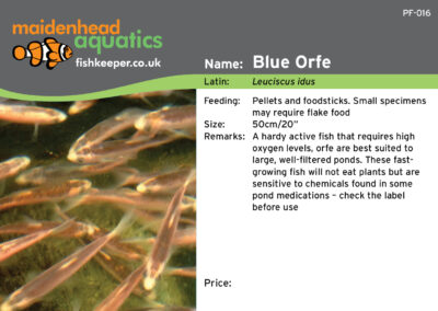 Maidenhead Aquatics Fish Labels by Juice Factory Design