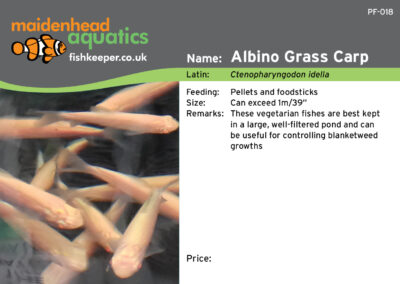 Maidenhead Aquatics Fish Labels by Juice Factory Design